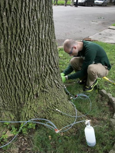 Emerald Ash Borer Treatment Options